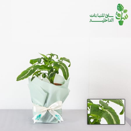 سنجونيوم وينلندي