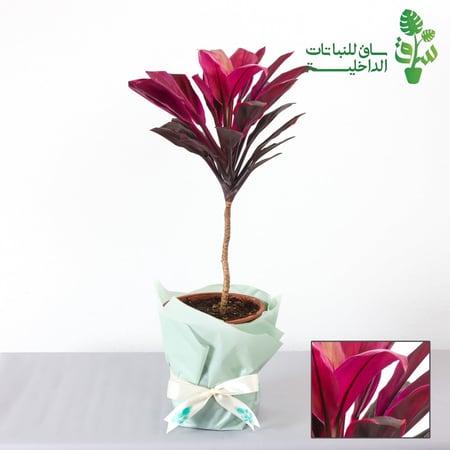 كوردي لاين تانجو