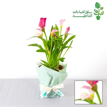 كالا ليلي وردي