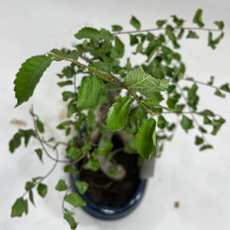 بونساي زلكوفا