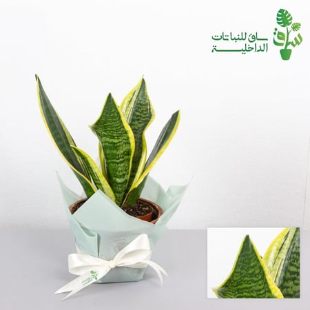 صبار جلد النمر قزمي