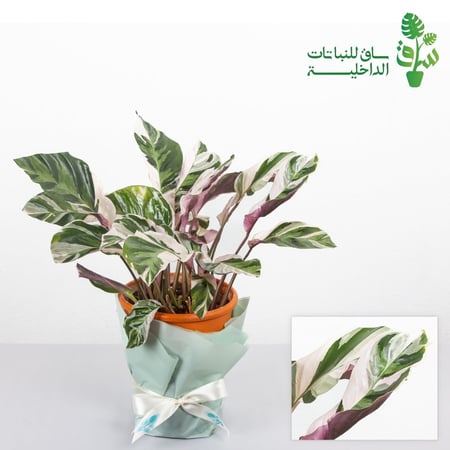 نبتة نبته نبات كلاثيا الاندماج الابيض