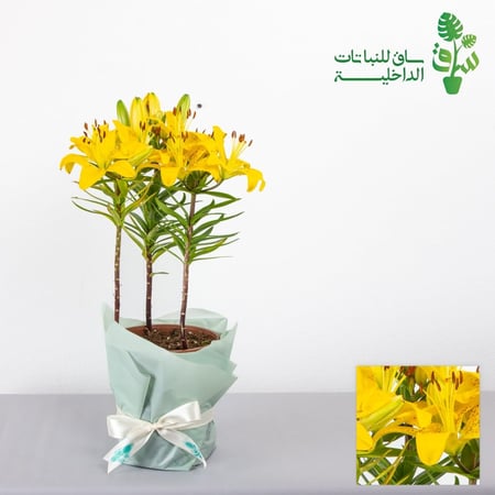 ليليوم (اصفر-وردي-ابيض)