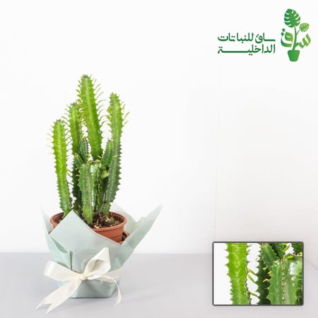 صبار ايفوربيا الشمعدان كبيرة