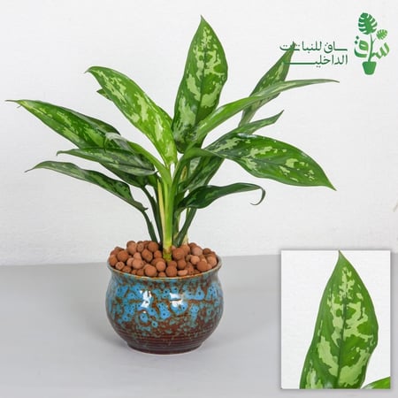 اجلونيما ماريا مجهزة بمركن بتصميم كلاسيكي