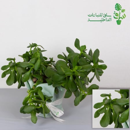 صبار كراسولا كبيرة