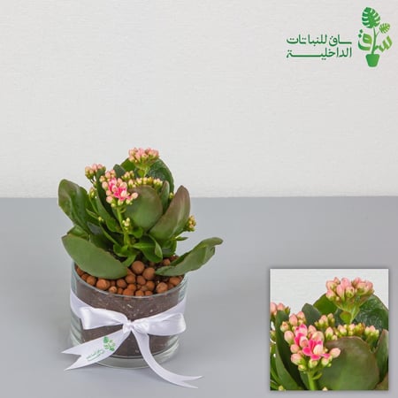 كلانشو وردي مجهزة بمركن زجاجي مع ربطة