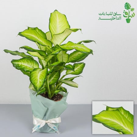 ديفنباخيا ندى العسل