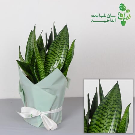 جلد النمر سلفر كبيرة