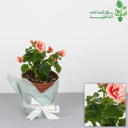 بيقونيا ذات زهور بلون متدرج