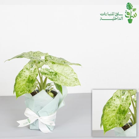 الوكاسيا التمويه Alocasia macrorrhizos Camouflage
