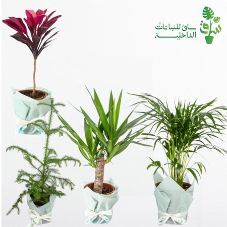 مجموعة 4 نباتات سهلة العناية