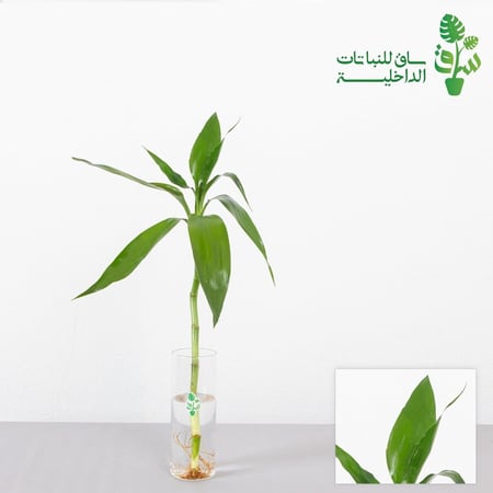 ساق البامبو بدون مركن