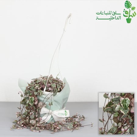 سيروبيجيا وودي سلسلة القلوب كبيرة Ceropegia woodii