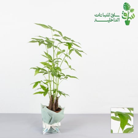 باشيرا اكواتيكا