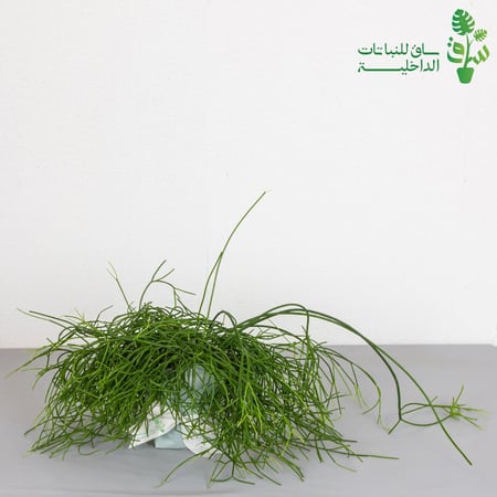 صبار ريبساليس كثيفة Rhipsalis
