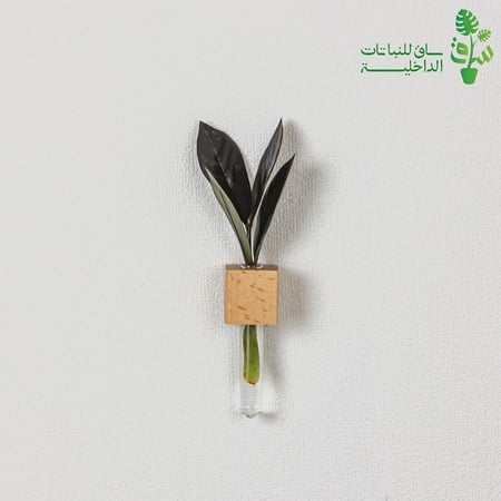 عقلة زاميا سوداء بمركن زجاجي مع مغناطيس للتثبيت