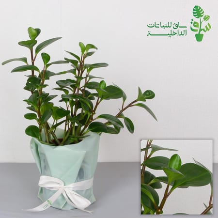 ببروميا خضراء كبيرة