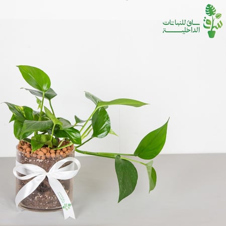 بوتس بمركن زجاجي مع ربطة فيونكة