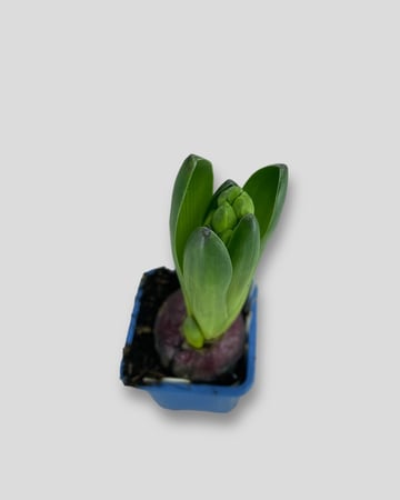 بصيلة هايسنث ازرق (بنفسجي)