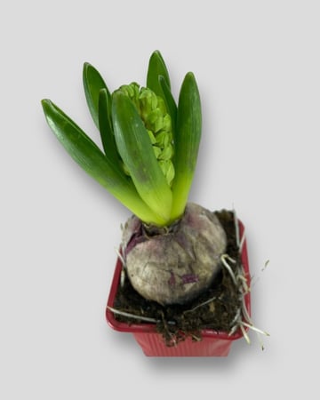 بصيلة هايسنث احمر