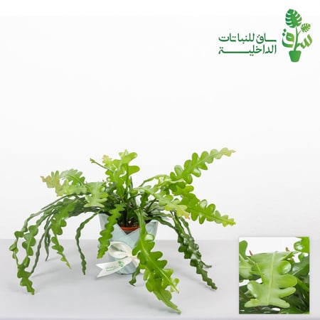 صبار هيكل السمكة