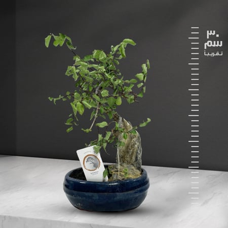 بونساي زلكوفا