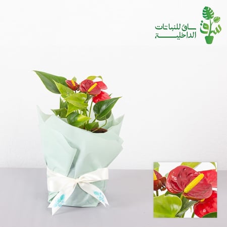 انتوريوم احمر