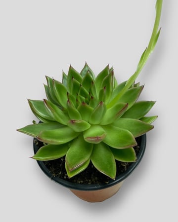 صبار اشفيريا