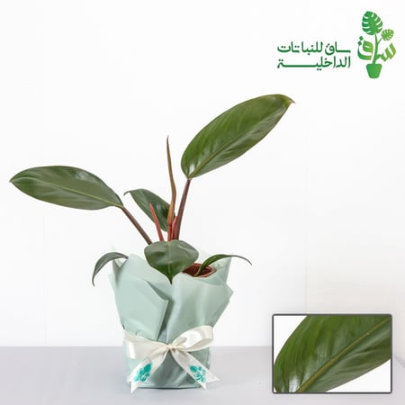 فيلوديندرون امبريال احمر