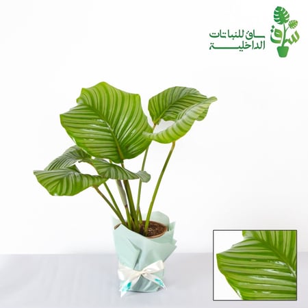 كلاثيا اوربي فوليا