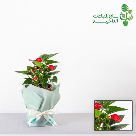 انتوريوم احمر قزمي