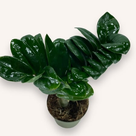 زاميا قزمية