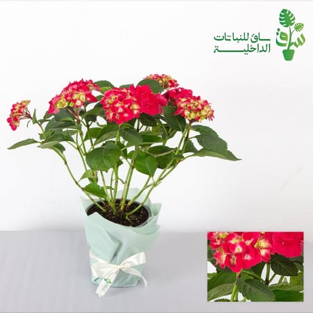 هايدرنجا احمر-وردي