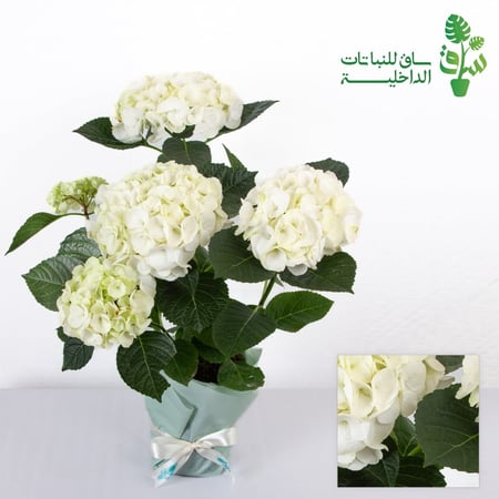 هايدرنجا بيضاء