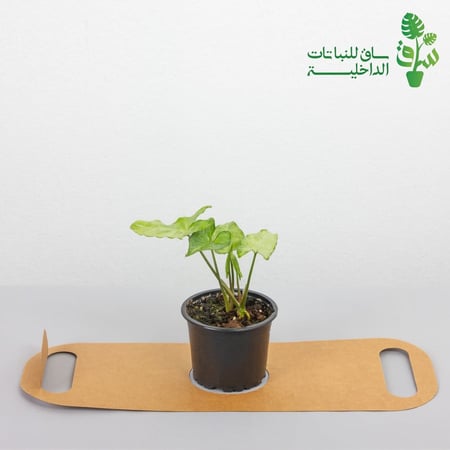 توزيعات 6 حبات
