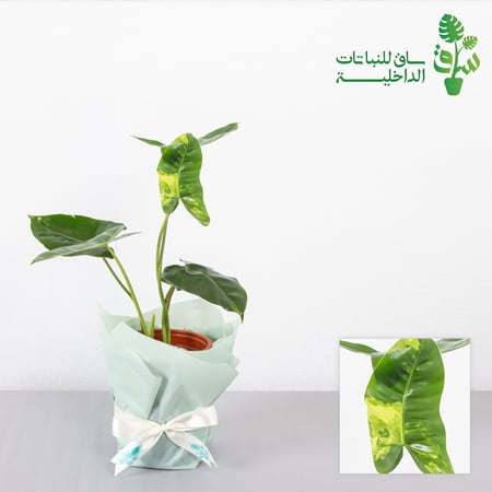 فيلوديندرون بيرلمارك مبرقشة