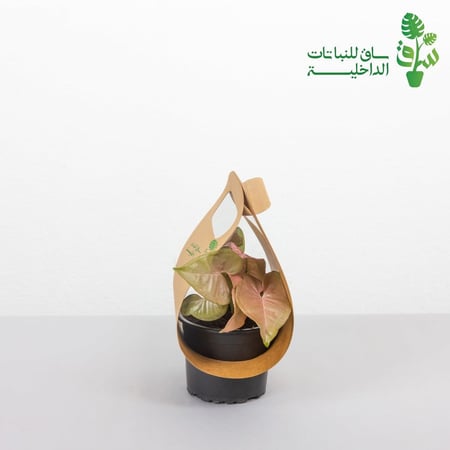 توزيعات بالحبة