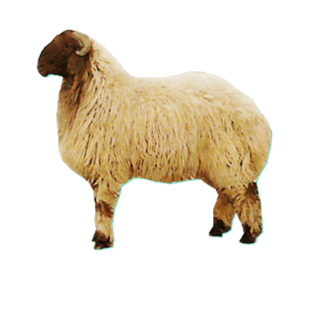 جذع نعيم يجزي عقيقة 7 شهور