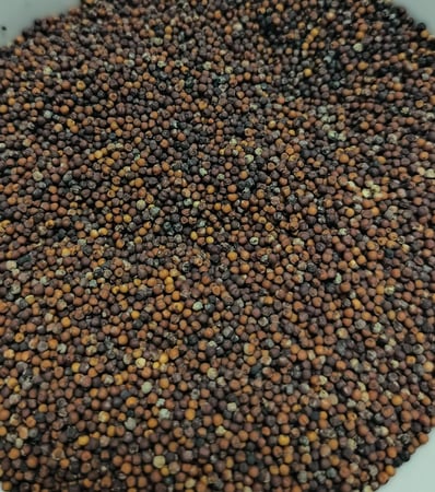 دقسه ( سيدة البذور )