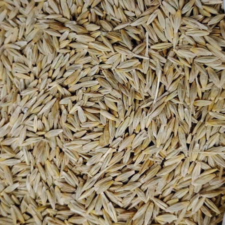 شعير غير معدل وراثياً