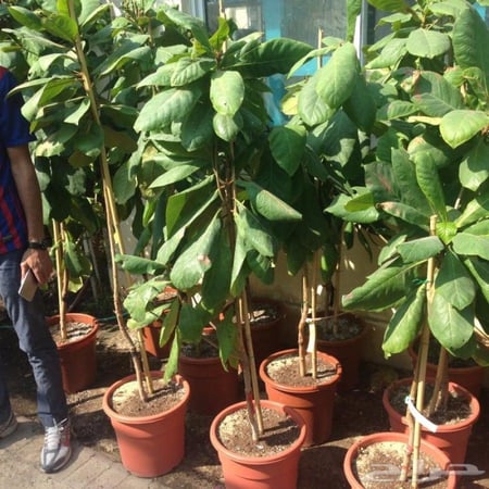 شتلات اللوز اصفر احمر مطعم ، لوز قطيفي فاخر