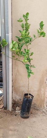 شتلات ترنج بلدي