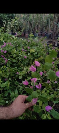 شجرة الجهنمية  البنفسجية النادرة عدد محدود -Bougainvillea بنفسجي ، بنفسجية