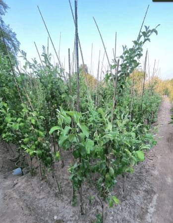 شجرة السدر التفاحي الاحمر