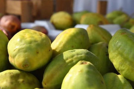 شتلات اللوز اصفر احمر مطعم ، لوز قطيفي فاخر