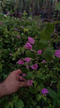 شجرة الجهنمية  البنفسجية النادرة عدد محدود -Bougainvillea بنفسجي ، بنفسجية