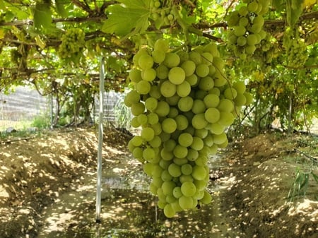 شتلات عنب القطيف صنف متحمل للحرارة