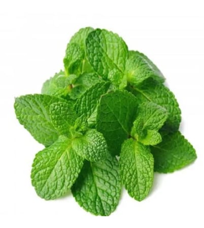 نعناع ، شتلات النعناع ، شاي نعناع