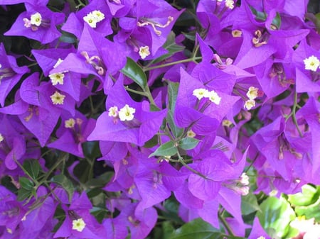 شجرة الجهنمية  البنفسجية النادرة عدد محدود -Bougainvillea بنفسجي ، بنفسجية